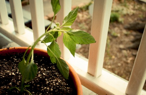 container garden