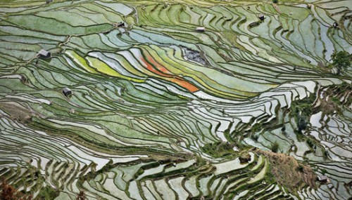 Rice Terraces #2, Western Yunnan Province, China, 2012