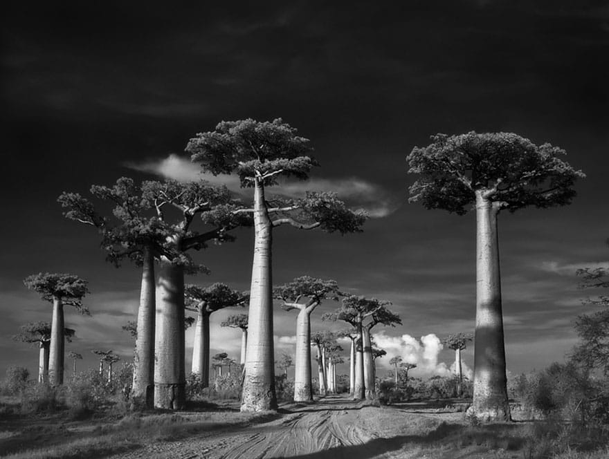 Beth Moon - AVENUE OF THE BAOBABS