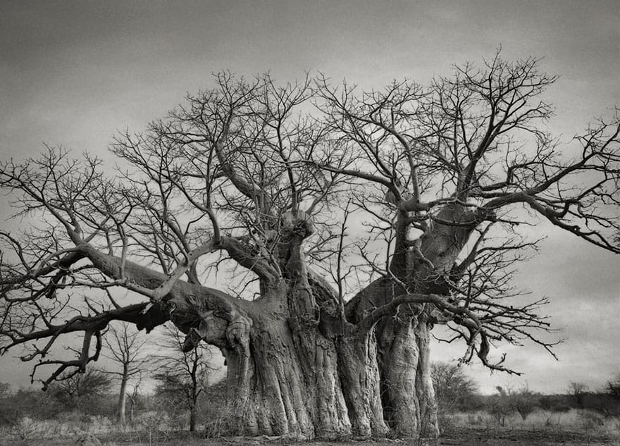 Beth Moon - THE BUFFLESDRIFT BAOBAB