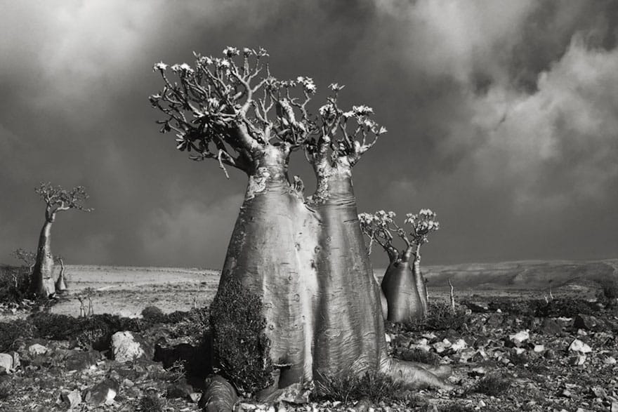 Beth Moon - DESERT ROSE (WADI FA LANG)