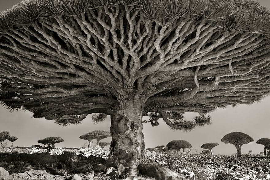 Beth Moon - HEART OF THE DRAGON