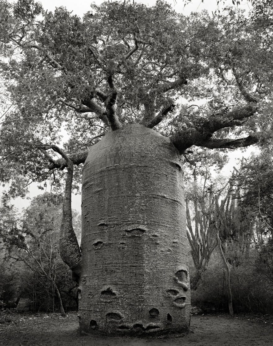 Beth Moon - THE IFATY TEAPOT