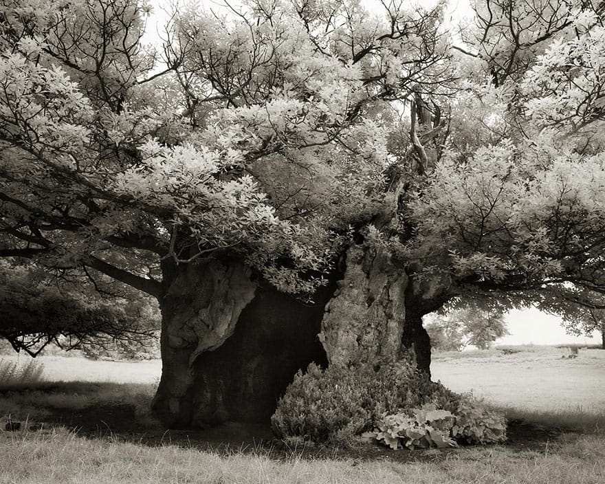 Beth Moon - THE QUEEN ELIZABETH OAK