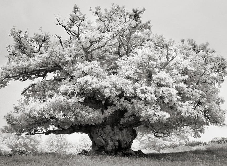 Beth Moon - CHESTNUT IN COWDRY PARK